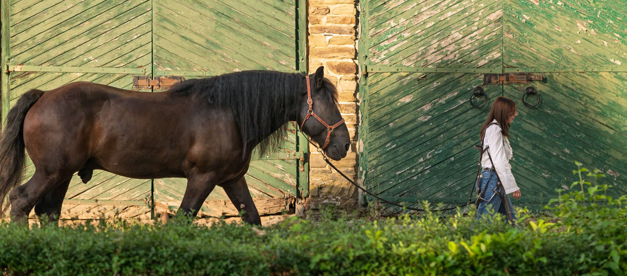 Happy Horses